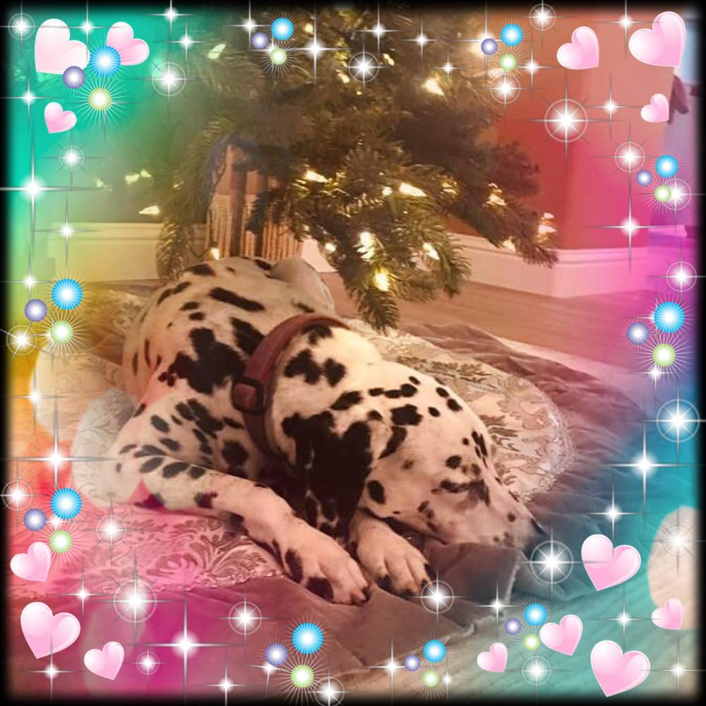 Meet your Posher, Carol